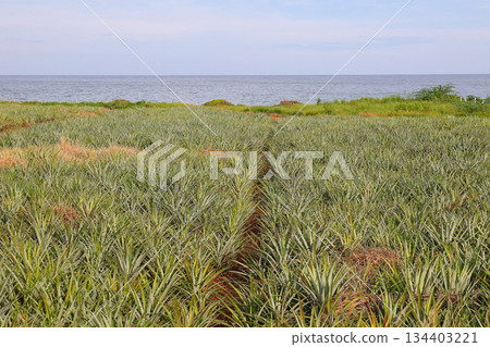 A pineapple plantation by the sea, under a bright summer sky, with the vast ocean as a backdrop. 134403221