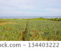 Pineapple field by the sea under bright summer sky 134403222