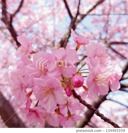 河津櫻花，淀，京都 134403359