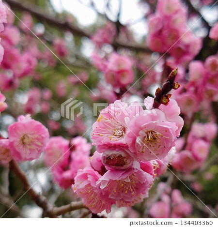 京都御苑的重瓣梅花 134403360