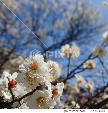 京都御苑的重瓣梅花 134403361
