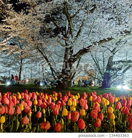 植物園夜櫻 134403363