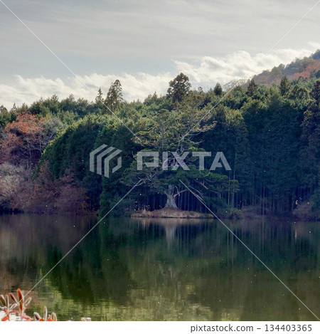 岩尾池的孤杉與千年杉 134403365