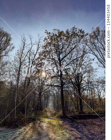 Rijkevorsel, Antwerpse Kempen, Belgium, Calm nature trail filled with morning mist and gentle 134403458