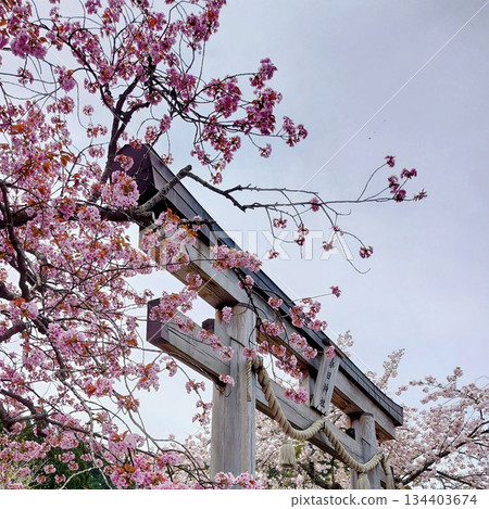 神社裡百年老櫻花 134403674