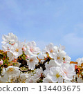 禦室櫻在藍天下熠熠生輝 134403675