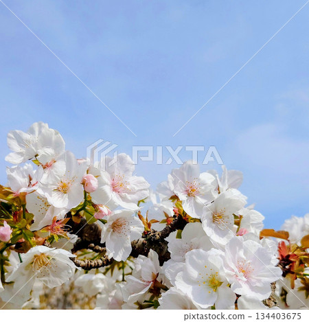 禦室櫻在藍天下熠熠生輝 134403675