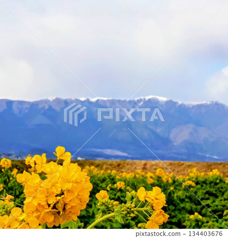 早春的琵琶湖：油菜花盛開 134403676