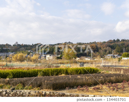 冬季郊區雜草叢生的田野景觀 134403701
