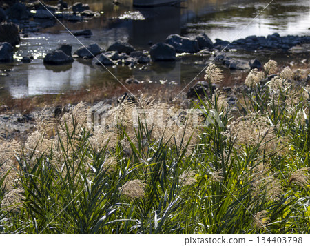 生長在稻川河岸邊的蘆葦 生長在稻川河岸邊的蘆葦 134403798