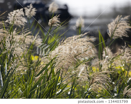 生長在稻川河岸邊的蘆葦 生長在稻川河岸邊的蘆葦 134403799