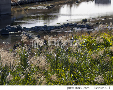 生長在稻川河岸邊的蘆葦 生長在稻川河岸邊的蘆葦 134403801