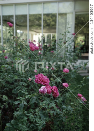 Original real photo rose floral nature outdoor garden modern building background aesthetics Original real photo rose floral nature outdoor garden modern building background aesthetics 134403967