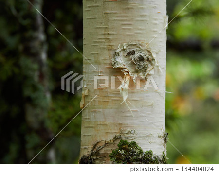 The pattern on the trunks of white birch trees in Kamikochi, a popular tourist spot in autumn The pattern on the trunks of white birch trees in Kamikochi, a popular tourist spot in autumn 134404024