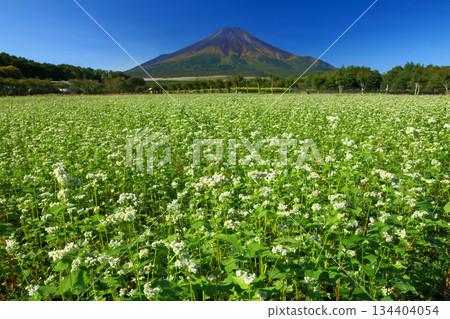 富士山與盛開的蕎麥花 富士山與盛開的蕎麥花 134404054