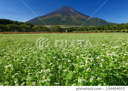 富士山與盛開的蕎麥花 富士山與盛開的蕎麥花 134404055