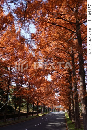 十一月,塔瑪282號水杉大道上的秋葉 十一月,塔瑪282號水杉大道上的秋葉 134404177