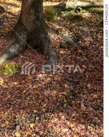 Fallen autumn leaves spreading across the mountains 134404229