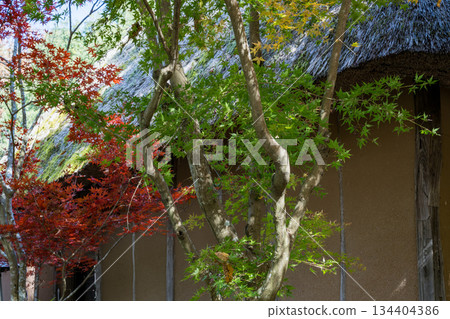 Kumamoto scenery with beautiful autumn leaves Kumamoto scenery with beautiful autumn leaves 134404386