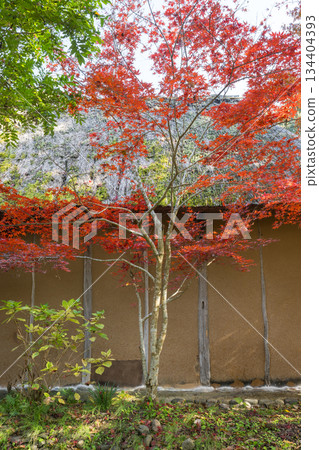 Kumamoto scenery with beautiful autumn leaves 134404393