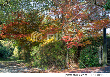 Kumamoto scenery with beautiful autumn leaves Kumamoto scenery with beautiful autumn leaves 134404396