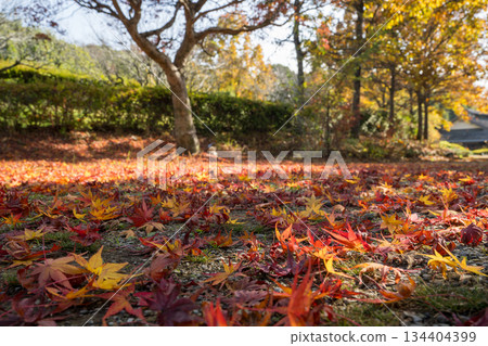 熊本風景與美麗的秋葉 134404399