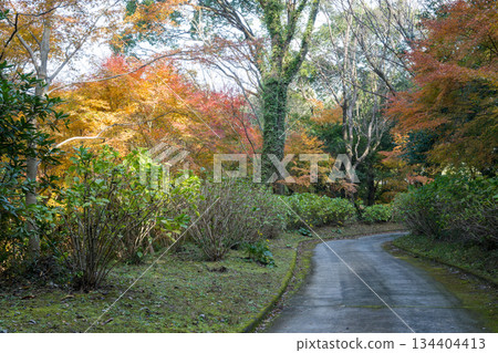 Kumamoto scenery with beautiful autumn leaves 134404413