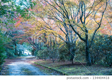 Kumamoto scenery with beautiful autumn leaves Kumamoto scenery with beautiful autumn leaves 134404418