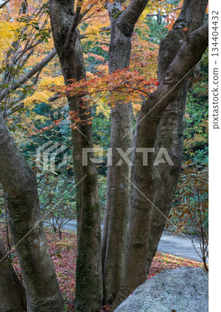 熊本風景與美麗的秋葉 熊本風景與美麗的秋葉 134404432