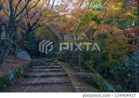 熊本風景與美麗的秋葉 134404437