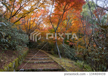 熊本風景與美麗的秋葉 熊本風景與美麗的秋葉 134404439