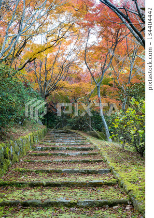 熊本風景與美麗的秋葉 134404442