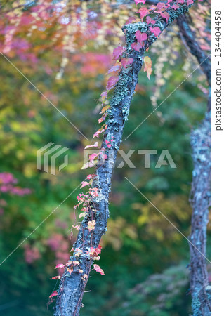 Kumamoto scenery with beautiful autumn leaves Kumamoto scenery with beautiful autumn leaves 134404458