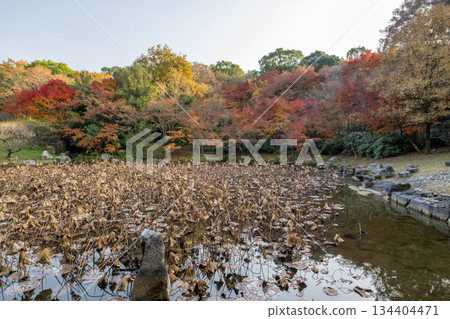 Kumamoto scenery with beautiful autumn leaves Kumamoto scenery with beautiful autumn leaves 134404471