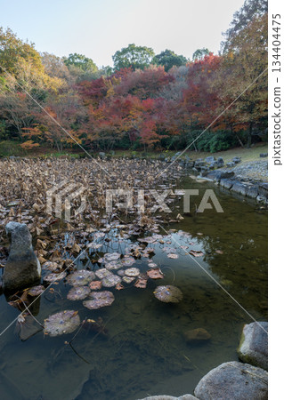 熊本風景與美麗的秋葉 134404475