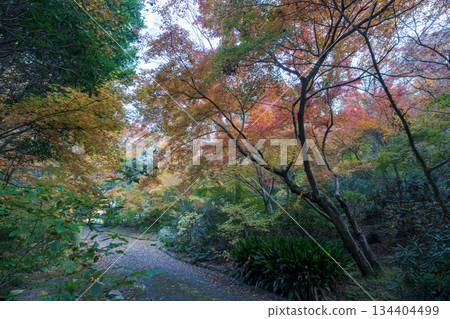 熊本風景與美麗的秋葉 熊本風景與美麗的秋葉 134404499