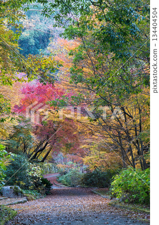 Kumamoto scenery with beautiful autumn leaves Kumamoto scenery with beautiful autumn leaves 134404504