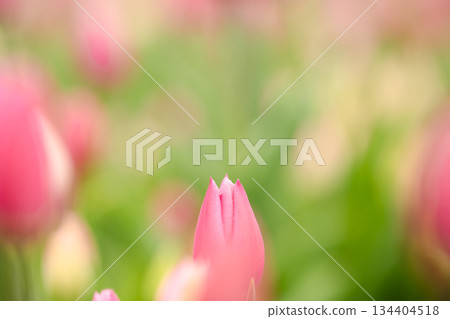 冰鬱金香花苞,包裹在柔和的春色之中 冰鬱金香花苞,包裹在柔和的春色之中 134404518