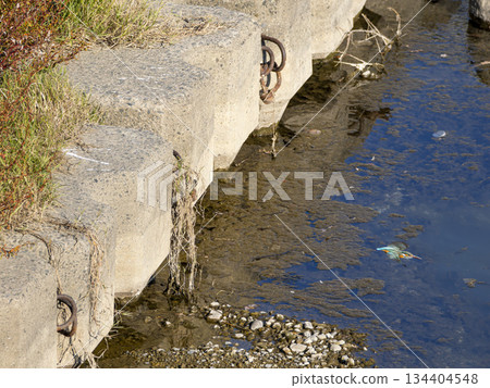 Kingfishers living in the Inagawa River Kingfishers living in the Inagawa River 134404548