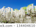 A white wisteria flower shining in the blue sky 134404610