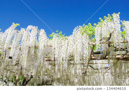 A white wisteria flower shining in the blue sky A white wisteria flower shining in the blue sky 134404610