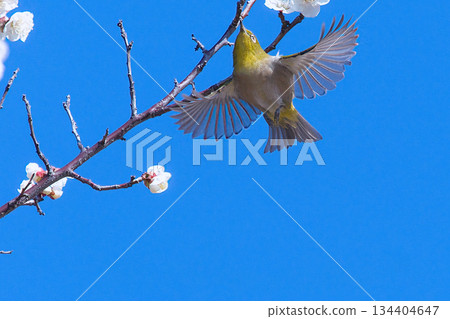 一隻繡眼鳥飛過白色的梅花 134404647