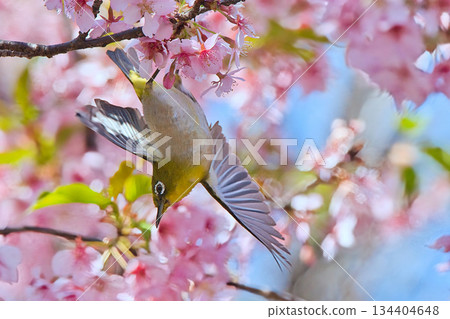 白眼鳥與盛開的河津櫻嬉戲 134404648