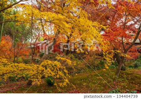 茨城縣築西市秋天的西勝寺 134404739