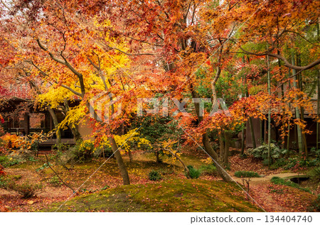 茨城縣築西市秋天的西勝寺 134404740