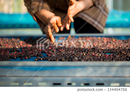 Close up smart farmer techniques hand coffee bean machinery roast apparatus dry sunlight tool sunbeam sunray sunshine fresh garden produce agriculture promotes farmer concept farm blur background 134404788