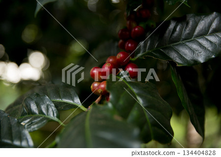 Farmer concept harvest fruit ripe coffee seed robusta arabica berry close up fresh green leaf bean picking orange crop red yellow berries raw plant tree farm growth blur background eco organic garden 134404828