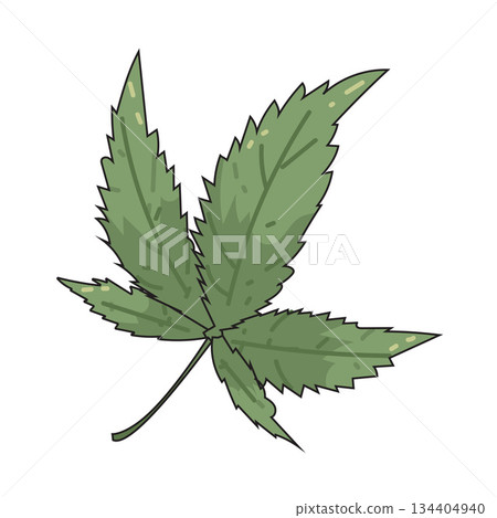 illustration of Marijuana Leaf illustration of Marijuana Leaf 134404940