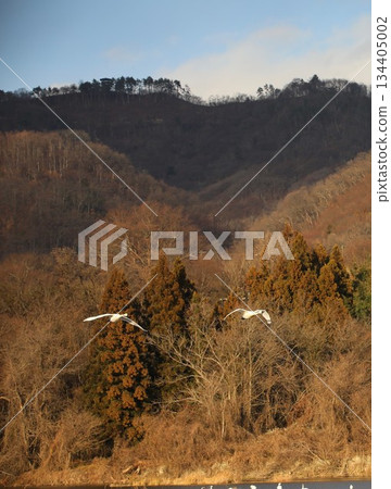 白鳥 長野 安曇野 冬天 134405002