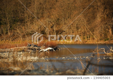 白鳥 長野 安曇野 冬天 134405003